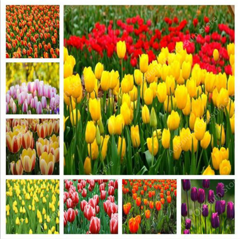 Christmas plant of flowers Flower Plant gift,Tulip Bonsai varieties rainbow Tulip wedding decoration 100 pcs
Christmas plant of flowers Flower Plant gift,Tulip Bonsai varieties rainbow Tulip wedding decoration 100 pcs