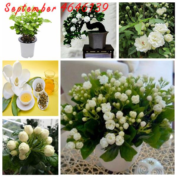50 Pcs/Bag Seeds Potted Plants Jasmine Bonsai Beautiful Jasminum Sambac Flower Bonsai Full of indoor aroma Scented tea first
50 Pcs/Bag Seeds Potted Plants Jasmine Bonsai Beautiful Jasminum Sambac Flower Bonsai Full of indoor aroma Scented tea first