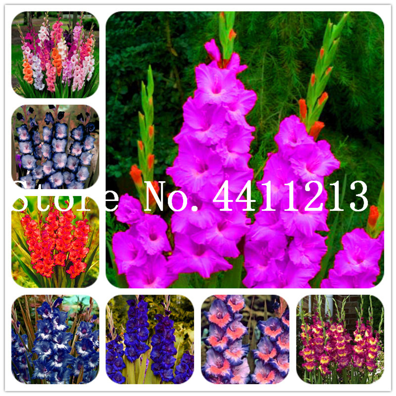 Best Price 200 pcs different perennial gladiolus flower Bonsai plant seeds , Rare sword lily very beautoful Flower for planting garden house
Best Price 200 pcs different perennial gladiolus flower Bonsai plant seeds , Rare sword lily very beautoful Flower for planting garden house