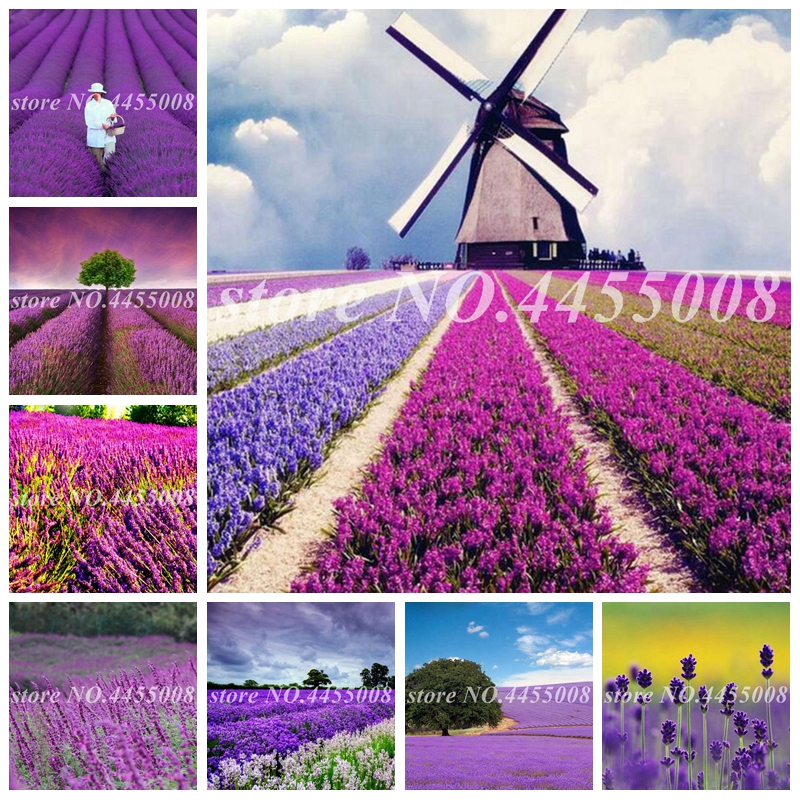 400 pcs/ bag Seeds French Provence Lavender Fragrant Organic Bonsai Potted Flore Plants For Home Garden Flower Pot Planters Easy Grow
400 pcs/ bag Seeds French Provence Lavender Fragrant Organic Bonsai Potted Flore Plants For Home Garden Flower Pot Planters Easy Grow