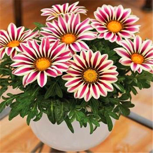 Garden Supplies Violet daisy 500 Pcs Seeds beautiful daisy bonsai flower seeds natural plant home garden decoration
Garden Supplies Violet daisy 500 Pcs Seeds beautiful daisy bonsai flower seeds natural plant home garden decoration