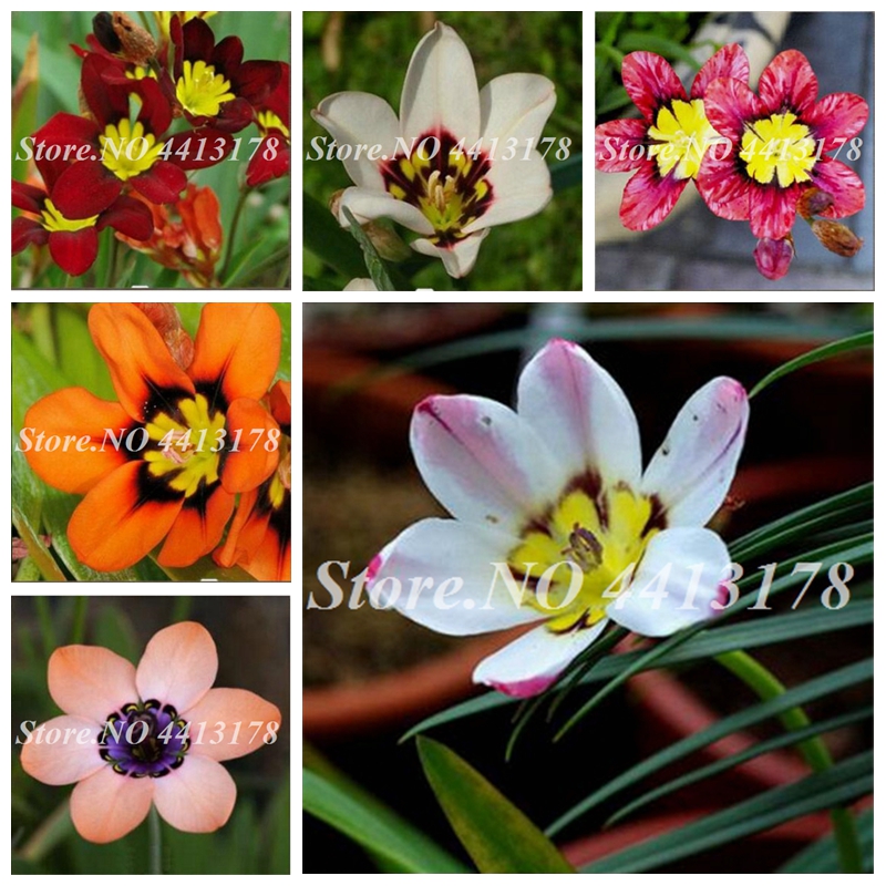 Exotic Wand Flower Balcony Outdoor Pot Sparaxis Flowers bonsai Garden Blue Pink White Orange Rose for Home Garden 100 pcs / bag
Exotic Wand Flower Balcony Outdoor Pot Sparaxis Flowers bonsai Garden Blue Pink White Orange Rose for Home Garden 100 pcs / bag
