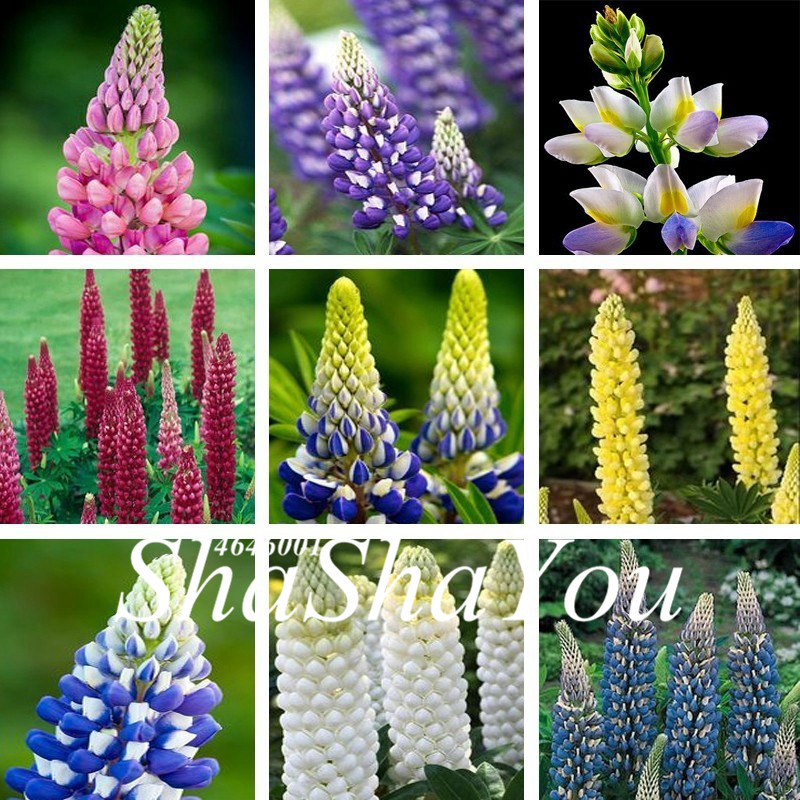 Bonsai 200 Pcs/Bag Seeds Colorful Rainbow Lupine Plants Russell Lupinus Beauty Flower Ornamental Flowers plants For Diy Home Garden
Bonsai 200 Pcs/Bag Seeds Colorful Rainbow Lupine Plants Russell Lupinus Beauty Flower Ornamental Flowers plants For Diy Home Garden