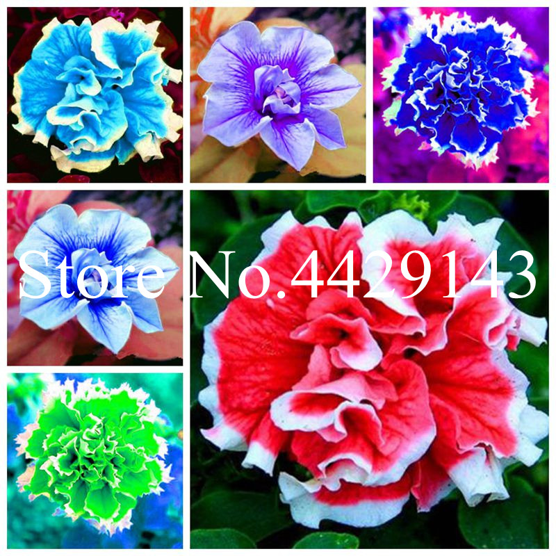 200 pcs/bag Rare Color Petunia Bonsai plant seeds, flowers petunia,bonsai flower, 5 colours planting petunia Natural growth for home garden
200 pcs/bag Rare Color Petunia Bonsai plant seeds, flowers petunia,bonsai flower, 5 colours planting petunia Natural growth for home garden