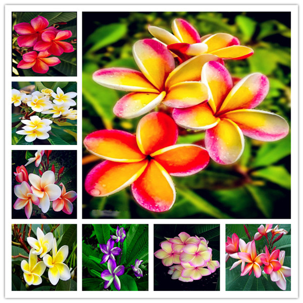 100 Pcs Plumeria Potted Bonsai Frangipani Hawaiian Lei Flower Rare Exotic EggFlower Perfect Color Diy Home Garden Planting
100 Pcs Plumeria Potted Bonsai Frangipani Hawaiian Lei Flower Rare Exotic EggFlower Perfect Color Diy Home Garden Planting