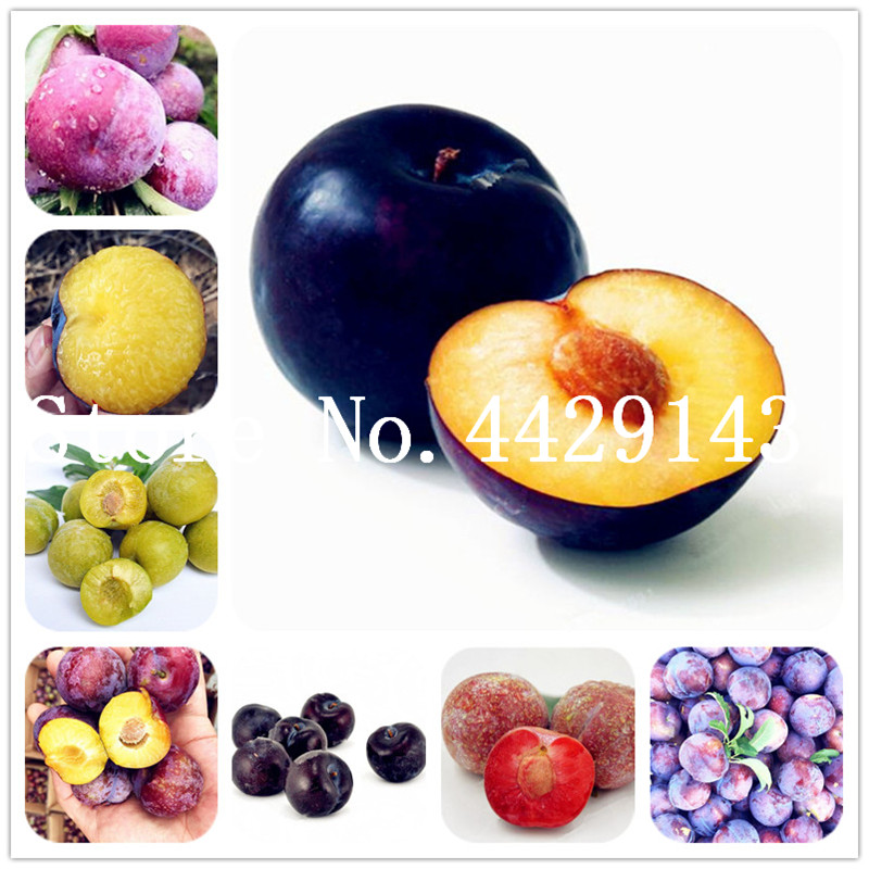Family Rosaceae Prunus Cerasifera Bonsai Plant seeds 20 Pcs, Ornamental Plant Cherry Plum Shrub Tree,Widely Cultivated Myrobalan Plum Fruit
Family Rosaceae Prunus Cerasifera Bonsai Plant seeds 20 Pcs, Ornamental Plant Cherry Plum Shrub Tree,Widely Cultivated Myrobalan Plum Fruit