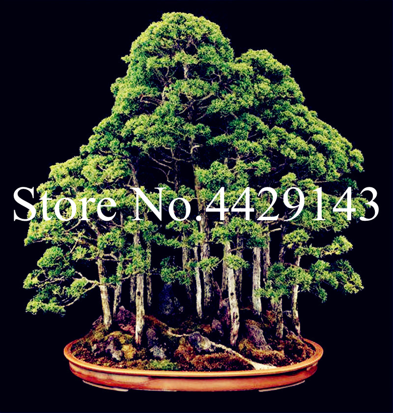 200 pcs Dawn Redwood Bonsai plant seeds Tree Grove - Metasequoia Glyptostroboides,For DIY Home Gardening! Very EasyTo Grow! Ornamental-Plant
200 pcs Dawn Redwood Bonsai plant seeds Tree Grove - Metasequoia Glyptostroboides,For DIY Home Gardening! Very EasyTo Grow! Ornamental-Plant