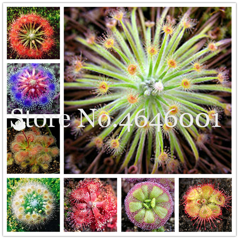 Sale! 200 Pcs/bag Seeds Bonsai sundew Plants Blue enchantress Carnivorous plant table Pot Drosera peltata bonsai Radiation Protection
Sale! 200 Pcs/bag Seeds Bonsai sundew Plants Blue enchantress Carnivorous plant table Pot Drosera peltata bonsai Radiation Protection