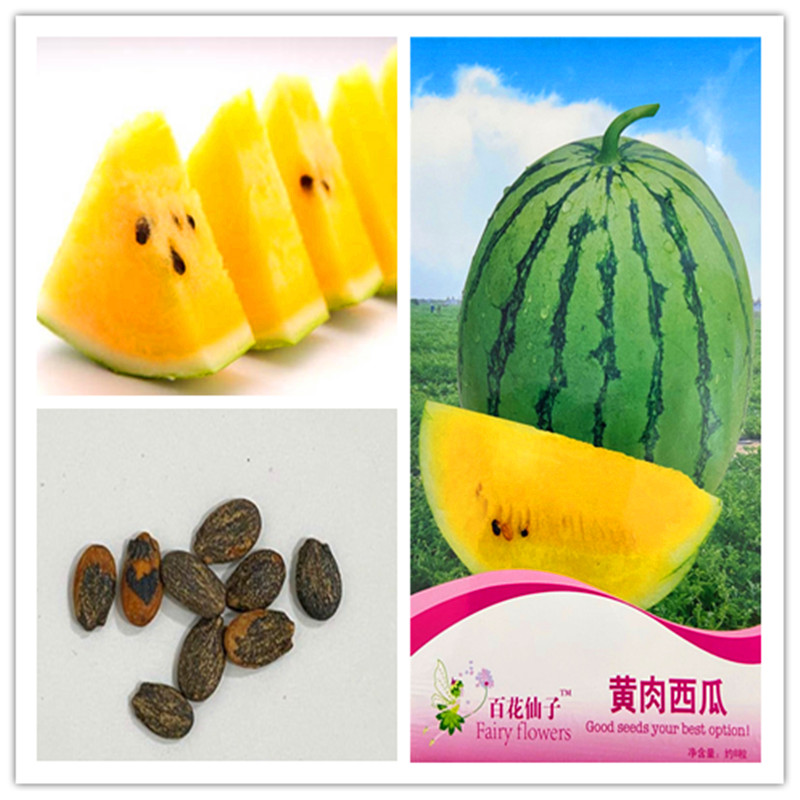 1 pack Original package Yellow Meat Watermelon Bonsai fruit seeds Very Heavy Atlantic Giant Plants Organic Yellow Meat Watermelon fruit Food
1 pack Original package Yellow Meat Watermelon Bonsai fruit seeds Very Heavy Atlantic Giant Plants Organic Yellow Meat Watermelon fruit Food