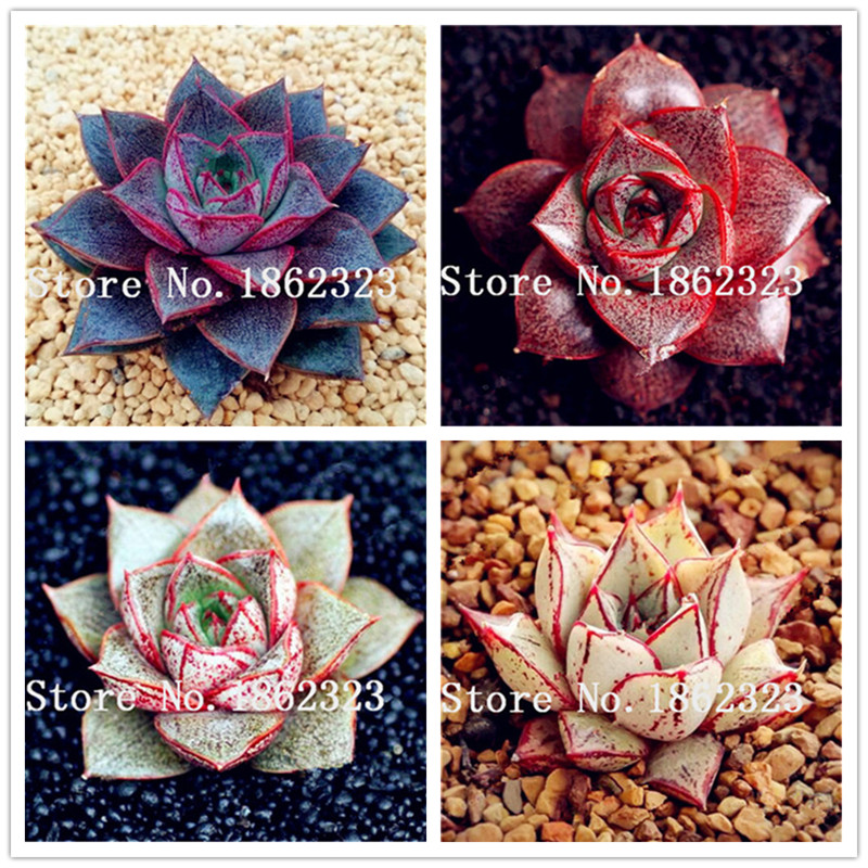 200 pcs Seeds Exotic Echeveria Purpusorum plants Rare Succulent Perennial Herb Plants Bonsai Pot Flower Indoor for Garden Flore Pot
200 pcs Seeds Exotic Echeveria Purpusorum plants Rare Succulent Perennial Herb Plants Bonsai Pot Flower Indoor for Garden Flore Pot