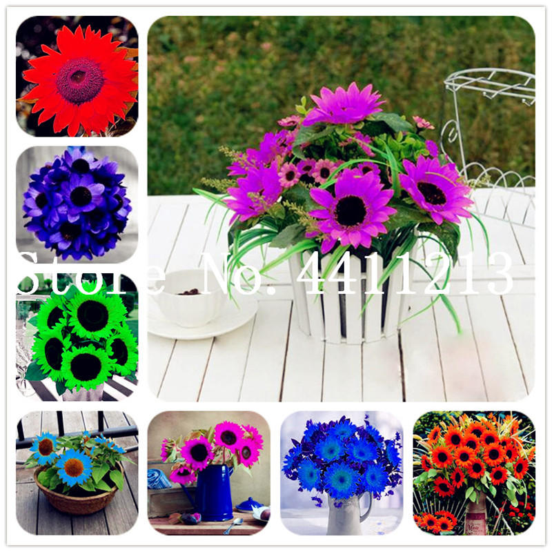 50 Pcs Mini Sunflower Flower Organic Helianthus annuus Bonsai plant seeds Ornamental Flower Sunflower Flower for Home Garden Easy to Grow
50 Pcs Mini Sunflower Flower Organic Helianthus annuus Bonsai plant seeds Ornamental Flower Sunflower Flower for Home Garden Easy to Grow