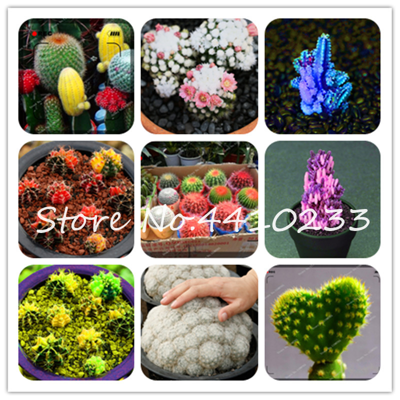 200 Pcs Real Mini Cactus Flower Bonsai plant seeds Rare Real Prickly Pear Succulent Perennial Herb Bonsai Plant For Home Garden Fresh Air
200 Pcs Real Mini Cactus Flower Bonsai plant seeds Rare Real Prickly Pear Succulent Perennial Herb Bonsai Plant For Home Garden Fresh Air