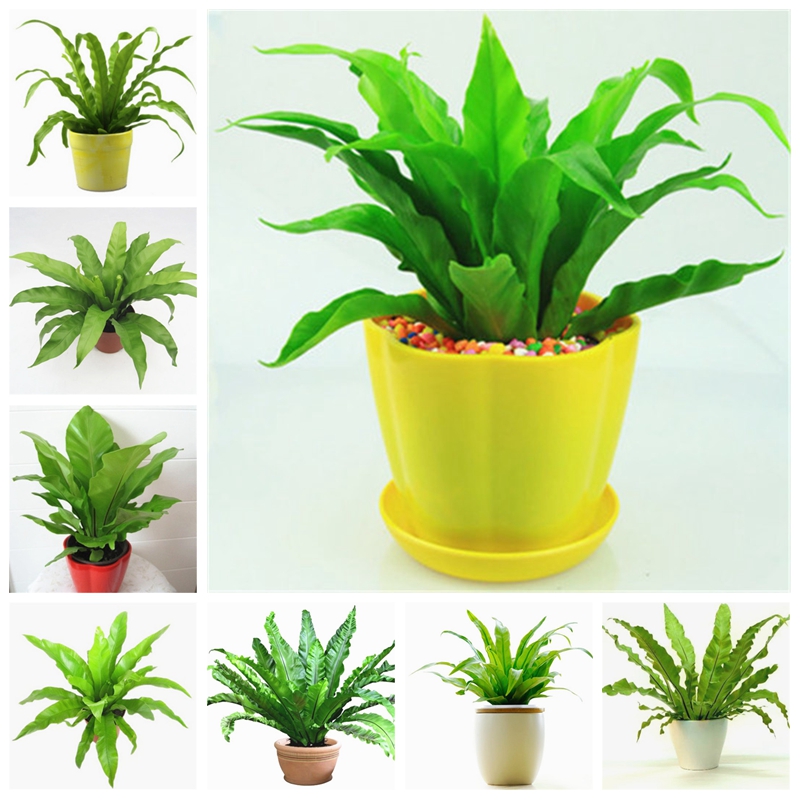 200 pcs/ bag Imported Seeds Schefflera Bonsai Flower Plant Outdoor & Indoor Potted Ornamental Succulent Plants for Home Garden Flore
200 pcs/ bag Imported Seeds Schefflera Bonsai Flower Plant Outdoor & Indoor Potted Ornamental Succulent Plants for Home Garden Flore