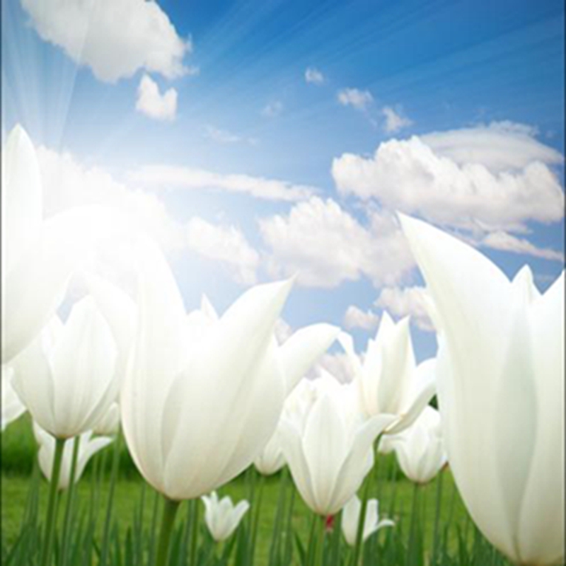 200 Pcs Tulip Bonsai Tulip Flower Beautiful Tulipanes Flower Plant seeds for Garden plants(Not Tulip Bulbs ) Flower Symbolizes Love
200 Pcs Tulip Bonsai Tulip Flower Beautiful Tulipanes Flower Plant seeds for Garden plants(Not Tulip Bulbs ) Flower Symbolizes Love