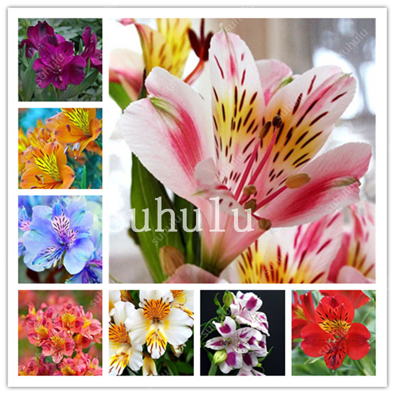 200 Pcs Indoor Bonsai plants Peruvian Lily Flowers seeds Alstroemeria Bonsai Plant Perennial Beautiful Flower For Garden Ornamental Ship
200 Pcs Indoor Bonsai plants Peruvian Lily Flowers seeds Alstroemeria Bonsai Plant Perennial Beautiful Flower For Garden Ornamental Ship