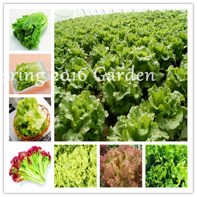 New! 1000 pcs Greek Lettuce bonsai seeds good taste, easy to grow, great salad choice ,DIY Home potted plants,green organic vegetable
New! 1000 pcs Greek Lettuce bonsai seeds good taste, easy to grow, great salad choice ,DIY Home potted plants,green organic vegetable