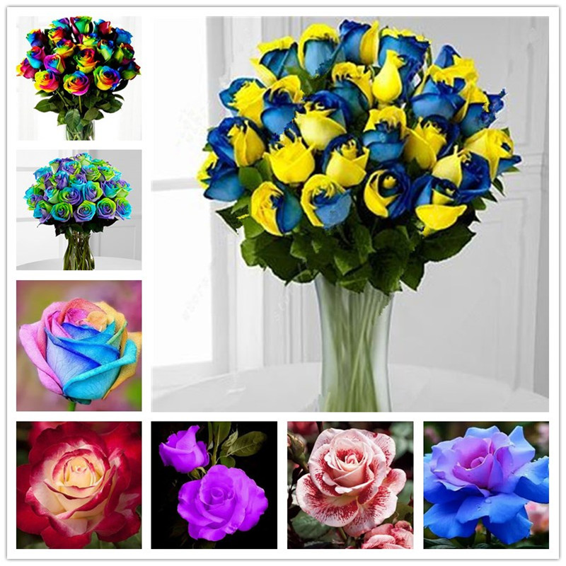 100 pcs/bag rare rose seeds, bonsai potted flower seeds for home garden Multi-colored Red with yellow edge rose flower plant
100 pcs/bag rare rose seeds, bonsai potted flower seeds for home garden Multi-colored Red with yellow edge rose flower plant