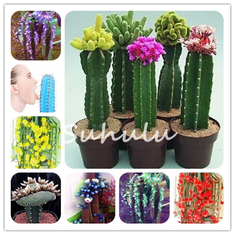 Sale! 400pcs Seeds Cactus Plants Bonsai Japanese Best-Selling Succulents Plantas Flower Bonsai Planting Indoor Flowers Pot Garden Decoration
Sale! 400pcs Seeds Cactus Plants Bonsai Japanese Best-Selling Succulents Plantas Flower Bonsai Planting Indoor Flowers Pot Garden Decoration