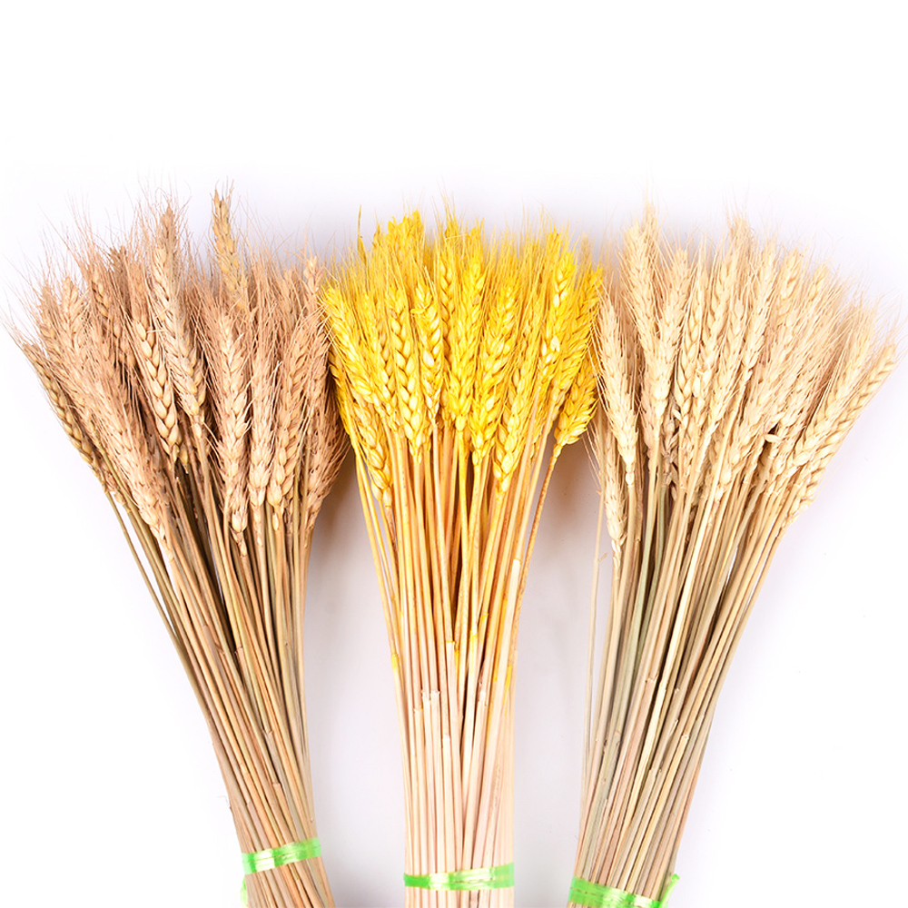 50Pcs/lot Real Wheat Ear Flower Natural Dried Flowers for Wedding Party Decoration DIY Craft Scrapbook Home Decor Wheat Bouquet, Beige
50Pcs/lot Real Wheat Ear Flower Natural Dried Flowers for Wedding Party Decoration DIY Craft Scrapbook Home Decor Wheat Bouquet, Beige