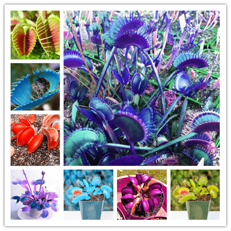 Bonsai 2000 Pcs per Bag Rare Flycatcher Potted Mixed Insectivorous Seeds Bonsai Plant Dionaea Muscipula Giant Clip Venus Flytrap Plants
Bonsai 2000 Pcs per Bag Rare Flycatcher Potted Mixed Insectivorous Seeds Bonsai Plant Dionaea Muscipula Giant Clip Venus Flytrap Plants