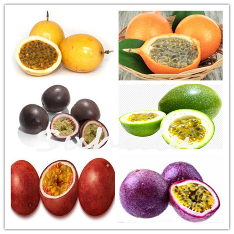 Potted Bonsai 20 Pcs Passiflora Seeds Rare Flowers Plants Passion Fruit Seed Passionflower Tree For Home Garden Planting
Potted Bonsai 20 Pcs Passiflora Seeds Rare Flowers Plants Passion Fruit Seed Passionflower Tree For Home Garden Planting