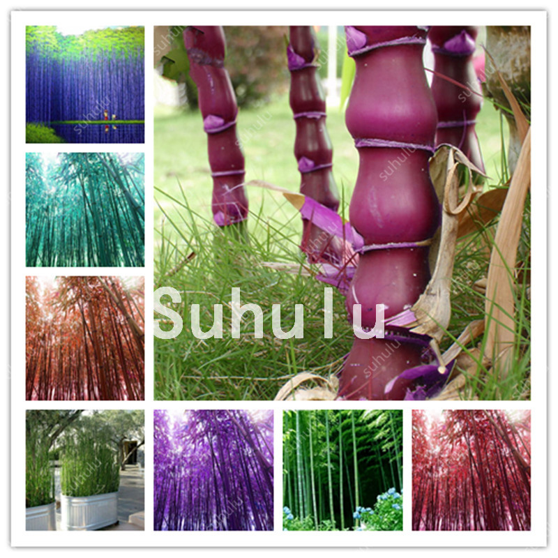50 Pcs Bamboo Bonsai seeds, Long Moso Bamboo, Easy To Grow Gaint Phyllostachys Pubescens Plant,Fresh Green Bamboo Tree For Home Garden
50 Pcs Bamboo Bonsai seeds, Long Moso Bamboo, Easy To Grow Gaint Phyllostachys Pubescens Plant,Fresh Green Bamboo Tree For Home Garden