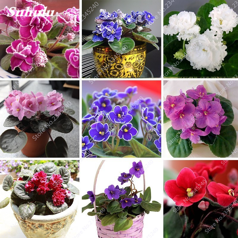 Home Garden 200 PCS Seeds Mini Violet Bonsai African Violet Garden Potted Plants Violet Flowers Perennial Herb Matthiola Incana
Home Garden 200 PCS Seeds Mini Violet Bonsai African Violet Garden Potted Plants Violet Flowers Perennial Herb Matthiola Incana