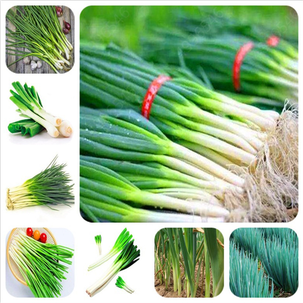 100 Pcs Giant Shallot, Bonsai,Shallot, Organic Heirloom Fruit Vegetable Non-Gmo Plant, Bonsai Potted Plants for Home Garden
100 Pcs Giant Shallot, Bonsai,Shallot, Organic Heirloom Fruit Vegetable Non-Gmo Plant, Bonsai Potted Plants for Home Garden