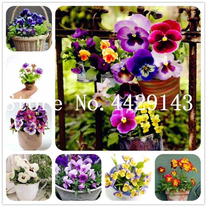 Hot Sale!100Pcs Mexican Mini Pansy Bonsai plant seeds Wavy Viola Tricolor Flower Bonsai Potted Plant DIY Home & Garden, the Budding Rate 97%
Hot Sale!100Pcs Mexican Mini Pansy Bonsai plant seeds Wavy Viola Tricolor Flower Bonsai Potted Plant DIY Home & Garden, the Budding Rate 97%