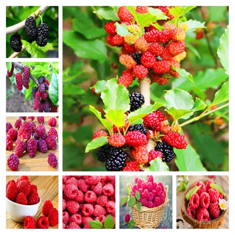 Raspberry Seed Mulberry Black Berry Blackberry Stratified Fruit, The Germination Rate 95% Bonsai Tree 100 Pcs for sale
Raspberry Seed Mulberry Black Berry Blackberry Stratified Fruit, The Germination Rate 95% Bonsai Tree 100 Pcs for sale