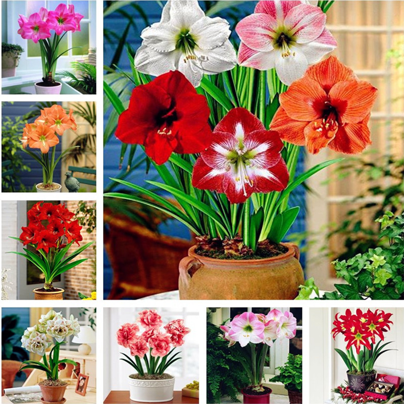 100 pcs White Amaryllis Seeds Hippeastrum Seeds (not amaryllis bulbs) Roof Terrace Garden Patio Garden Barbados Lily Flower Seeds
100 pcs White Amaryllis Seeds Hippeastrum Seeds (not amaryllis bulbs) Roof Terrace Garden Patio Garden Barbados Lily Flower Seeds