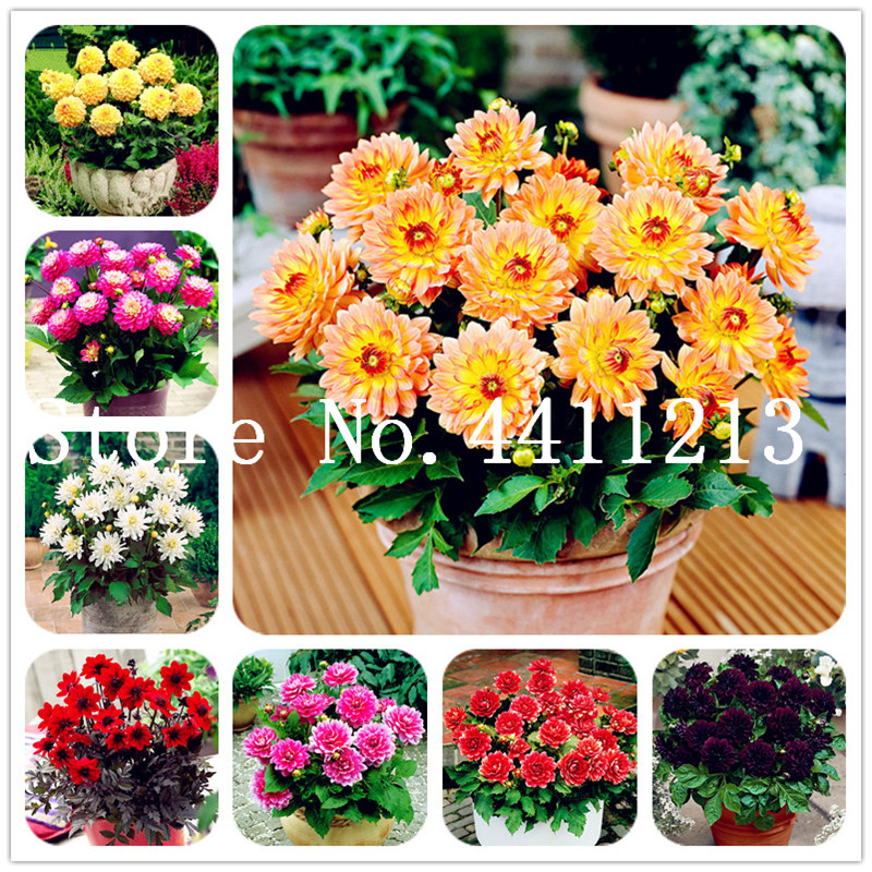200 pcs 24 Colored Dahlia Bonsai plant seeds Real Rare dahlia flower Plant Outdoor Plant Natural Growth Bonsai Home Garden Ornamental Bonsai
200 pcs 24 Colored Dahlia Bonsai plant seeds Real Rare dahlia flower Plant Outdoor Plant Natural Growth Bonsai Home Garden Ornamental Bonsai