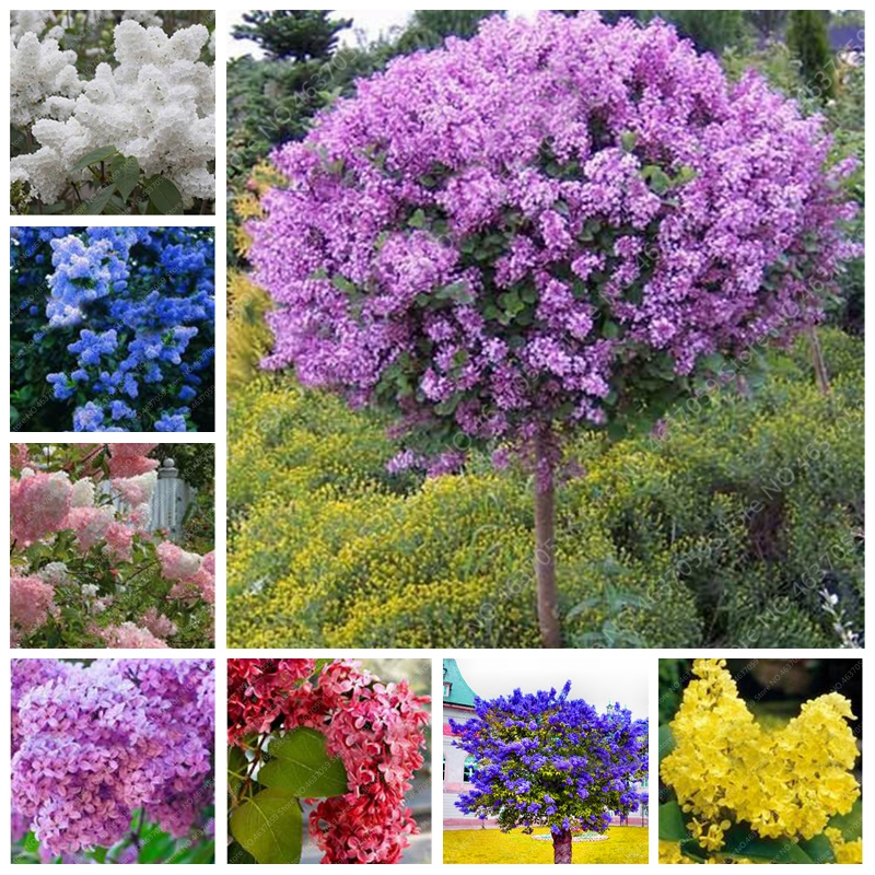 100 Pcs/ Bag Japanese Bonsai Lilac Flower Purple Syringa Plants Perennial Flowering Potted Tree Plants DIY Home Garden Decor
100 Pcs/ Bag Japanese Bonsai Lilac Flower Purple Syringa Plants Perennial Flowering Potted Tree Plants DIY Home Garden Decor