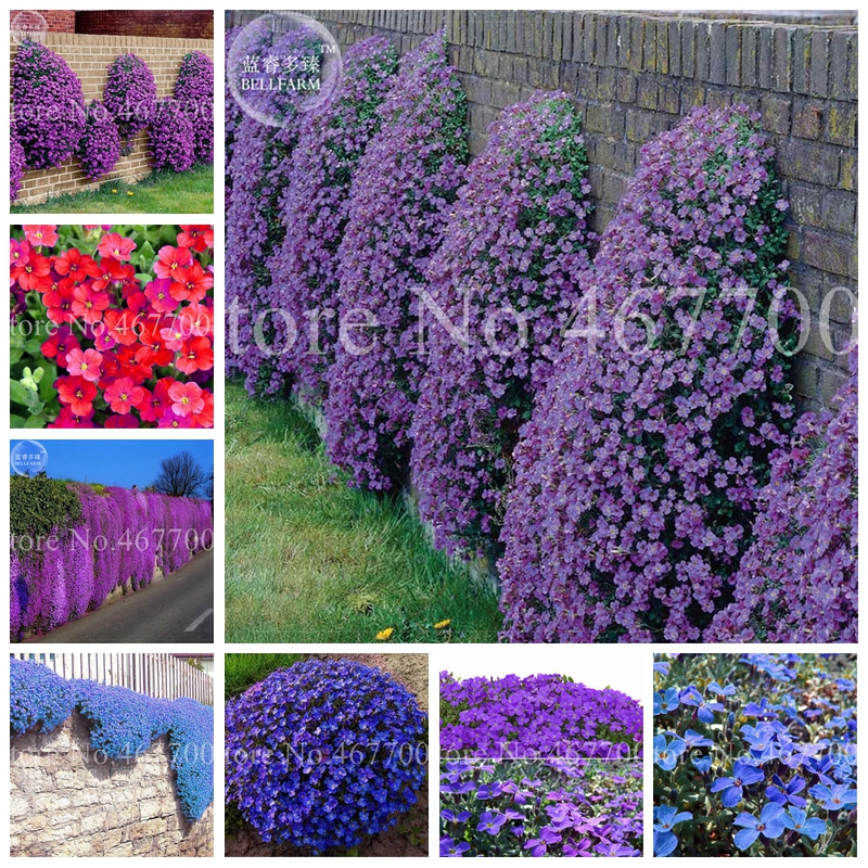 400 pcs Seeds Creeping Thyme Bonsai Flower Potted ROCK CRESS GROUND COVER Plant Carpet Evergreen Outdoor Planta Easy Grow For Garden Lawn
400 pcs Seeds Creeping Thyme Bonsai Flower Potted ROCK CRESS GROUND COVER Plant Carpet Evergreen Outdoor Planta Easy Grow For Garden Lawn