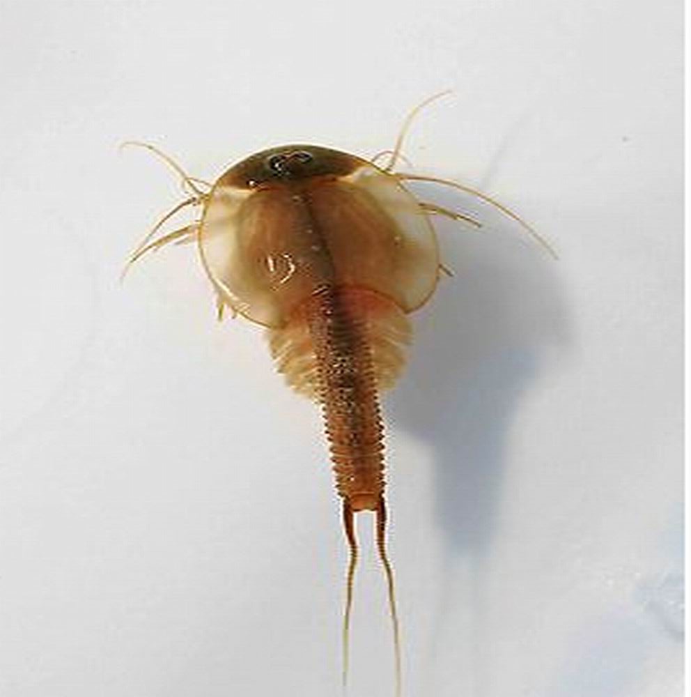 15mm Length 2020 Sea Monkeys Monkey Eggs Magic Living Animal Fairy Brine Shrimp Growing Live Artemia Salina Science Toys For Children Funny
15mm Length 2020 Sea Monkeys Monkey Eggs Magic Living Animal Fairy Brine Shrimp Growing Live Artemia Salina Science Toys For Children Funny