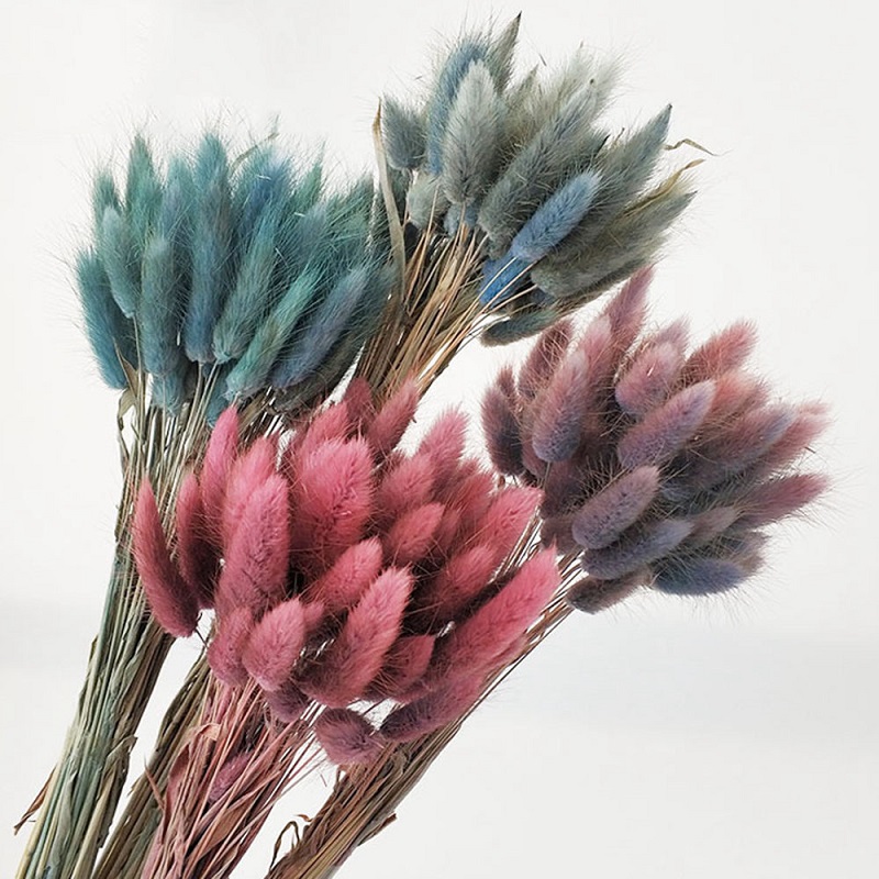 30Pcs/lot Rabbit Tail Grass flower Gradient Lagurus Ovatus Natural Dried Flowers Bouquet Wedding Home Easter Decorations
30Pcs/lot Rabbit Tail Grass flower Gradient Lagurus Ovatus Natural Dried Flowers Bouquet Wedding Home Easter Decorations