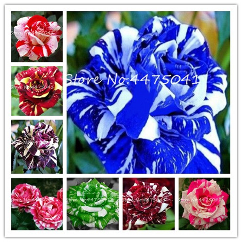 Sale! 200 Pcs Rare Tiger Striped Rose Bonsai plant seeds Flower, Different Colors Rainbow Rose Petals,Beautiful Rose Bonsai Plant For Garden
Sale! 200 Pcs Rare Tiger Striped Rose Bonsai plant seeds Flower, Different Colors Rainbow Rose Petals,Beautiful Rose Bonsai Plant For Garden