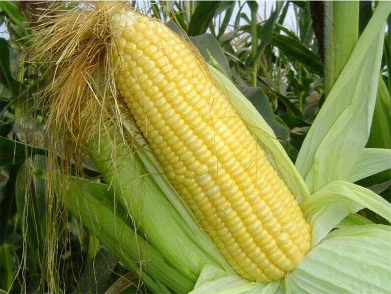 Yellow Sweet Corn Bonsai Vegetable Fruit Organic Easy-growing High-Quality Vegetable Plant for Home Garden-50 Pcs Seeds
Yellow Sweet Corn Bonsai Vegetable Fruit Organic Easy-growing High-Quality Vegetable Plant for Home Garden-50 Pcs Seeds