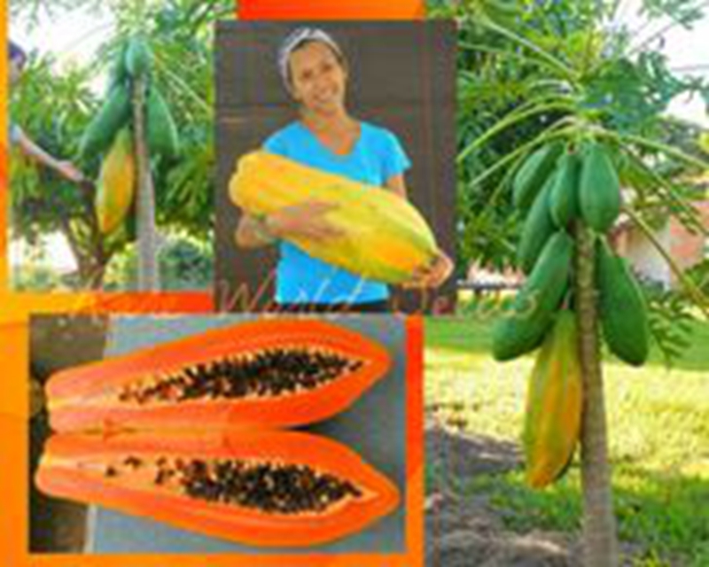 50pcs/ bag Seeds Sweet Maradol Papaya Outdoor Edible Tropical Juicy Jardin Fruit Heirloom Organic Garden Dwarf Fruit Tree Easy Grow Bonsai
50pcs/ bag Seeds Sweet Maradol Papaya Outdoor Edible Tropical Juicy Jardin Fruit Heirloom Organic Garden Dwarf Fruit Tree Easy Grow Bonsai