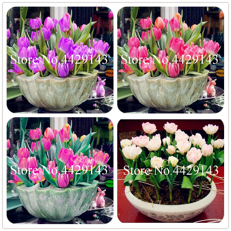 Bonsai plant seeds 200 Pcs Mixed Perfume Mini Tulip Flower High-grade Perennial Flower Bonsai Colorful Tulip Plants Perennial Home Garden
Bonsai plant seeds 200 Pcs Mixed Perfume Mini Tulip Flower High-grade Perennial Flower Bonsai Colorful Tulip Plants Perennial Home Garden