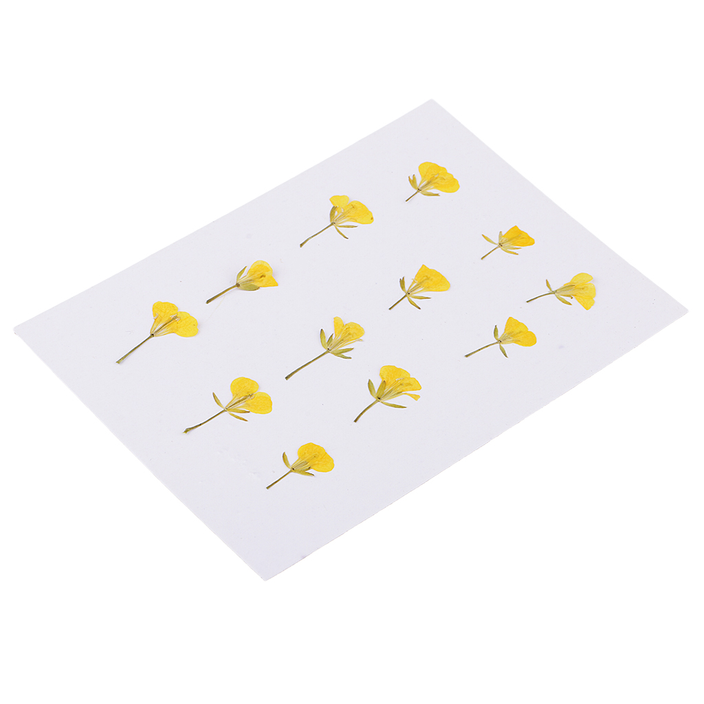 12 pieces dried pressed rape flowers arrangements true plant specimens diy handmade materials
12 pieces dried pressed rape flowers arrangements true plant specimens diy handmade materials