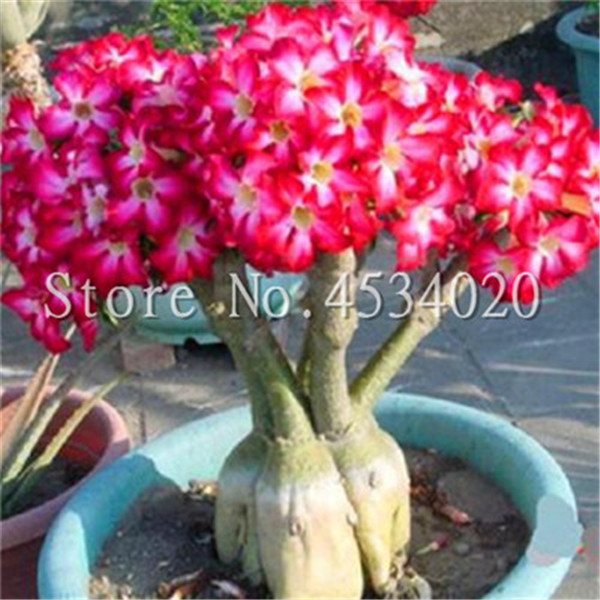 2pcs seeds Adenium Obesum Bonsai Exotic Desert Rose Flowers Balcony Desert-Rose Bonsai MultiColor Petals Succulents Tree Natural Growth Variety of Colors
2pcs seeds Adenium Obesum Bonsai Exotic Desert Rose Flowers Balcony Desert-Rose Bonsai MultiColor Petals Succulents Tree Natural Growth Variety of Colors