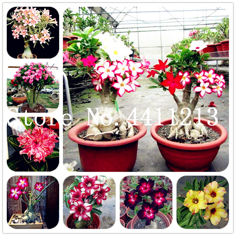 Hot Sale ! Genuine Desert Rose Bonsai plant seeds 10 pcs Adenium Obesum Flower Bonsai Plant Air Purification Home Garden Potted Flower
Hot Sale ! Genuine Desert Rose Bonsai plant seeds 10 pcs Adenium Obesum Flower Bonsai Plant Air Purification Home Garden Potted Flower