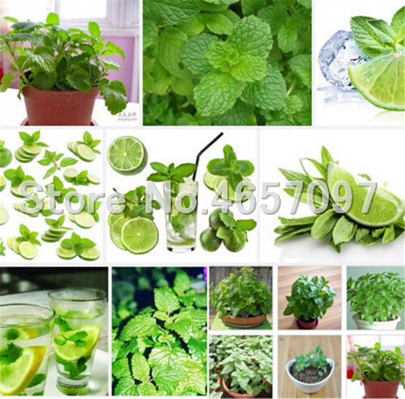Mint potted herb edible Plants seeds in bonsai or pot Organic Plantas vegetable for home and garden 300 pcs Perennial Non GMO Plant Pot
Mint potted herb edible Plants seeds in bonsai or pot Organic Plantas vegetable for home and garden 300 pcs Perennial Non GMO Plant Pot