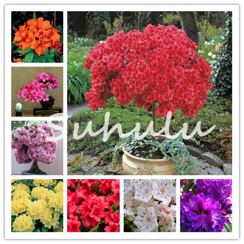 200 pcs Azalea Rhododendron Simsii Bonsai Tree Flower seeds Perennial Evergreen Shrub Plants Like Cherry Blooms Diy Home Garden
200 pcs Azalea Rhododendron Simsii Bonsai Tree Flower seeds Perennial Evergreen Shrub Plants Like Cherry Blooms Diy Home Garden