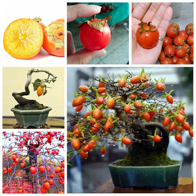 20 Pcs Japanese Persimmon Fruit Tree Seeds Non-GMO Fruit Seeds High Quality Home Garden Plant Diospyros Kaki Seeds
20 Pcs Japanese Persimmon Fruit Tree Seeds Non-GMO Fruit Seeds High Quality Home Garden Plant Diospyros Kaki Seeds