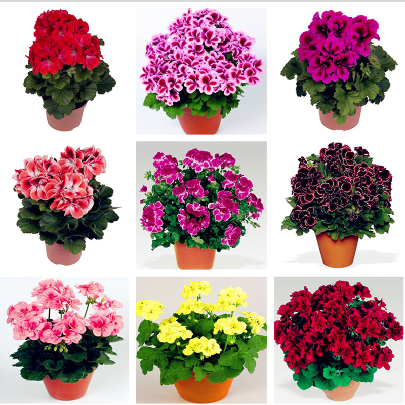 Hot 100 Pcs/Bag Multiple Colour Geranium Seeds Perennial Climbing Flower Seeds Pelargonium Indoor Beauty Flower Plant For Garden
Hot 100 Pcs/Bag Multiple Colour Geranium Seeds Perennial Climbing Flower Seeds Pelargonium Indoor Beauty Flower Plant For Garden
