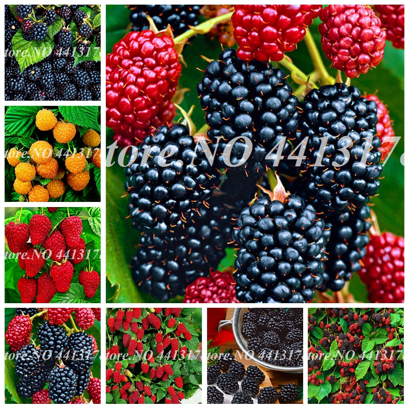 Multi-Color Raspberry Bonsai 200 Pcs Seeds Mix Succulent Raras Raspberry Fruit Tree Flower Pots Strawberry Bonsai High Quality Plants
Multi-Color Raspberry Bonsai 200 Pcs Seeds Mix Succulent Raras Raspberry Fruit Tree Flower Pots Strawberry Bonsai High Quality Plants