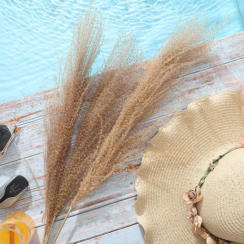 Wedding-Dried Pampas Grass Decor Phragmites&Real Dried Reed Home Christmas Decoration Natural Plants Flower Bunch Arrangement, 10 pcs
Wedding-Dried Pampas Grass Decor Phragmites&Real Dried Reed Home Christmas Decoration Natural Plants Flower Bunch Arrangement, 10 pcs