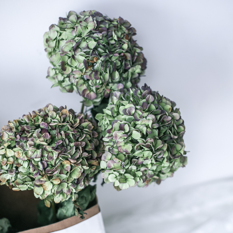 2 pcs Natural Fresh Preserved Flowers Dried Hydrangea Flower Head For DIY Real Eternal Life Flowers Material NO Vase
2 pcs Natural Fresh Preserved Flowers Dried Hydrangea Flower Head For DIY Real Eternal Life Flowers Material NO Vase